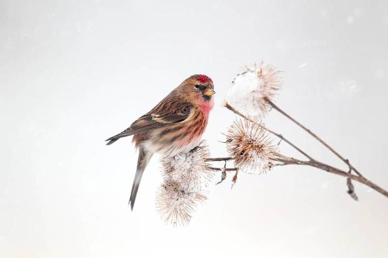Lesser lesser redpoll