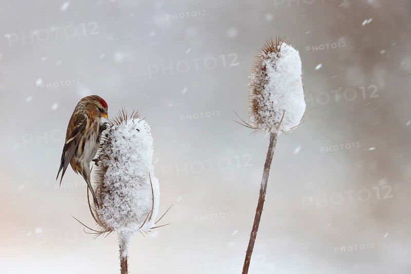 Lesser lesser redpoll