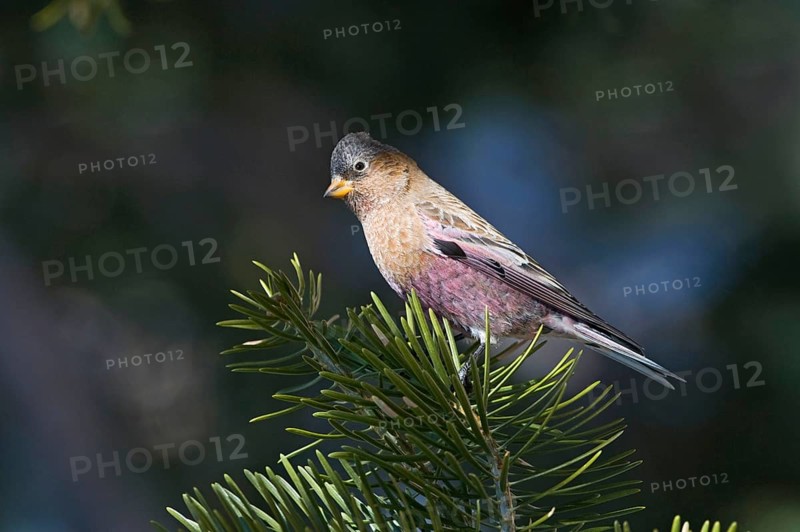 Adult Grey-crowned Rosy Finch