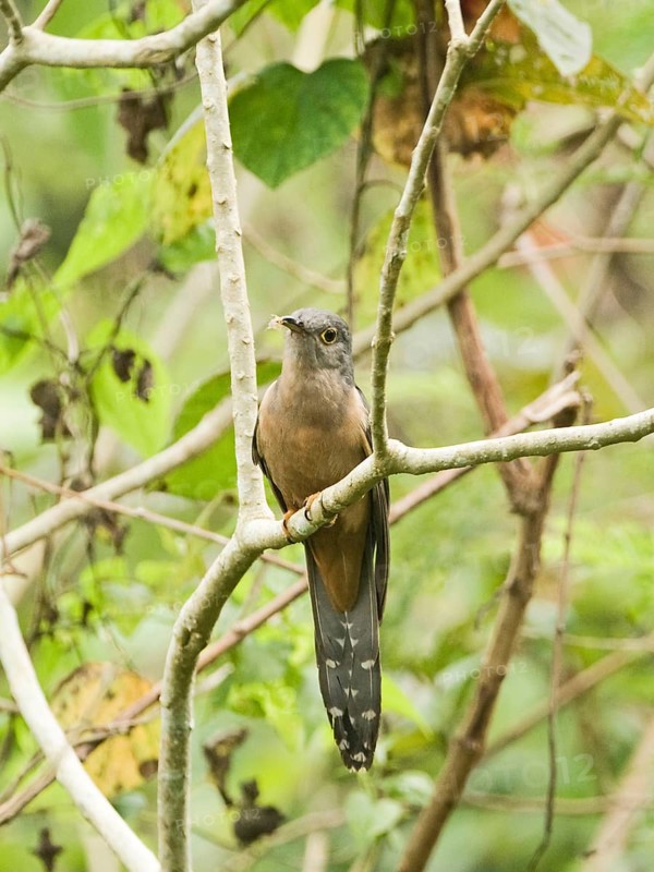 Cemetery Cuckoo