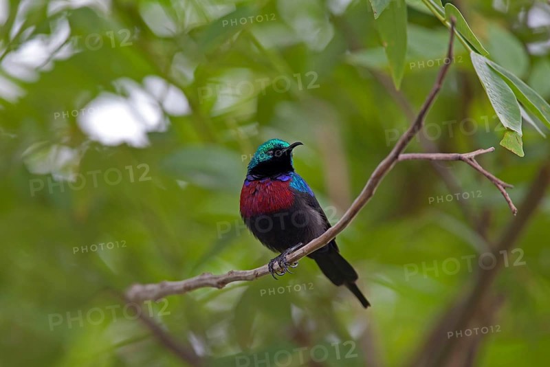 Cinnyris erythrocercus