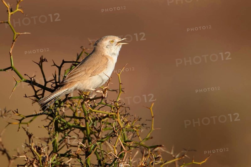 African Desert Warbler