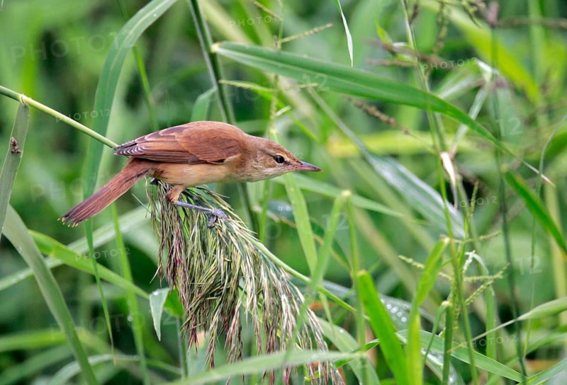 Oriental reed warbler