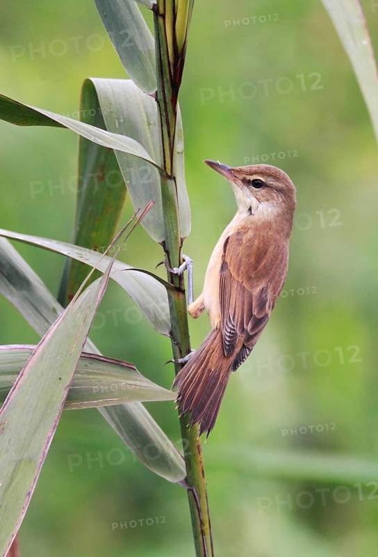 Oriental reed warbler