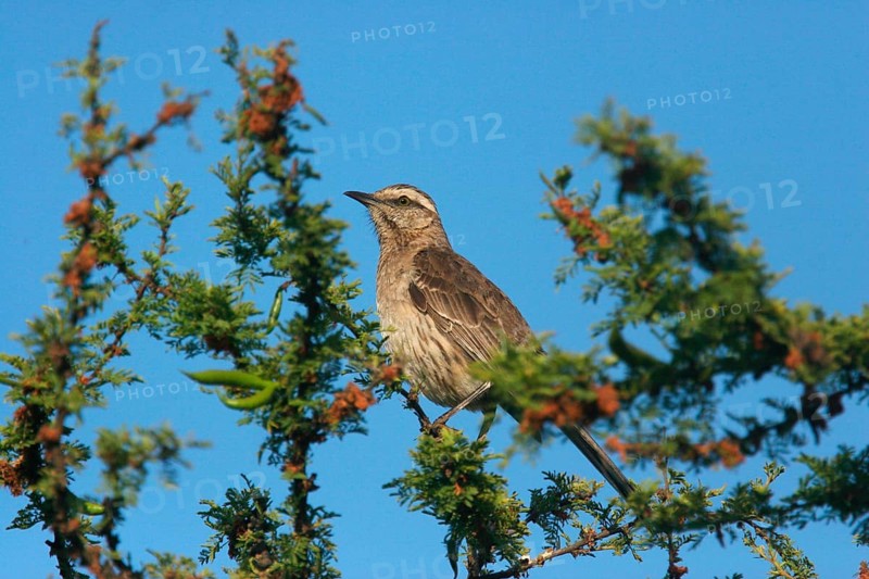 Chilean Mockingbird