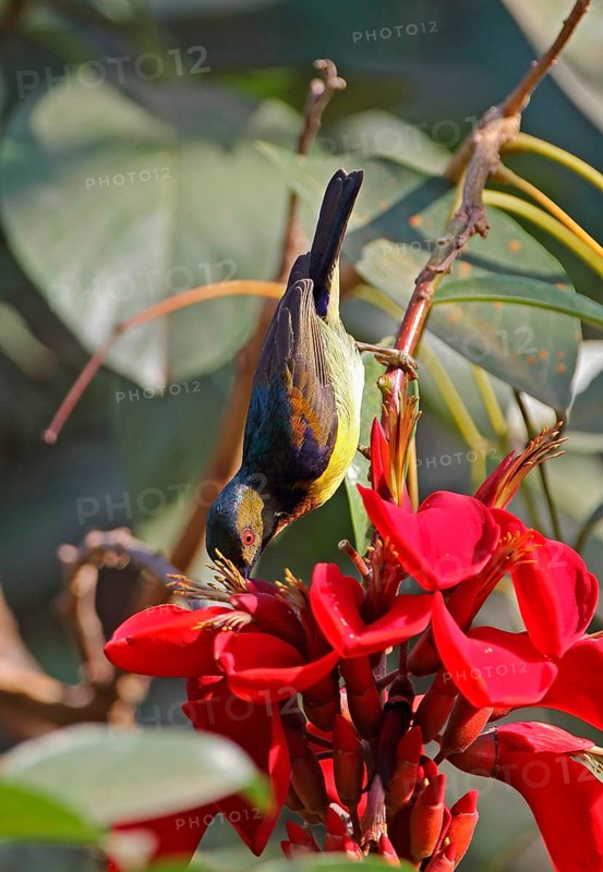 Brown-throated Sunbird