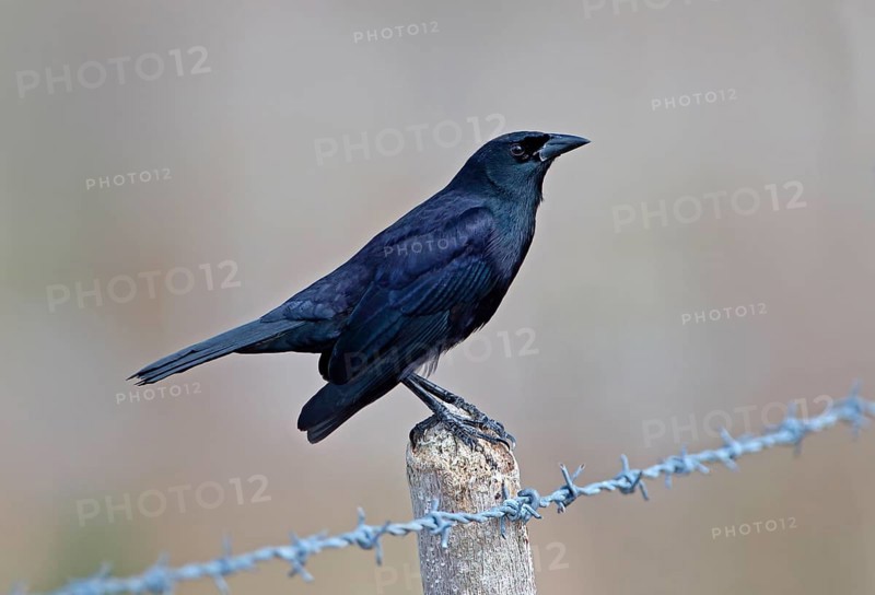 Starling