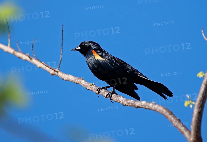 Tawny-shouldered Blackbird