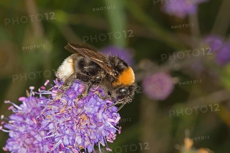 Vestal Cuckoo Bumblebee