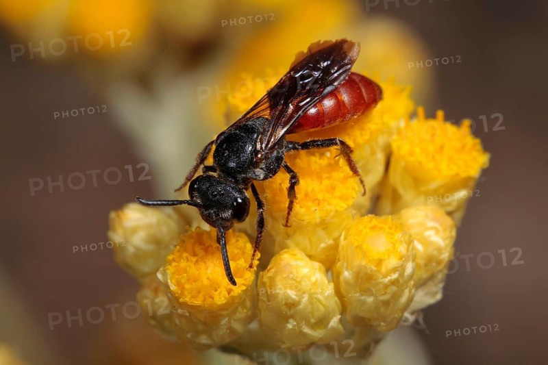 Cuckoo bee
