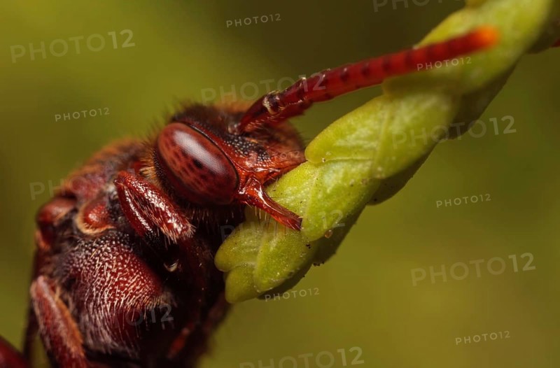 Nomada