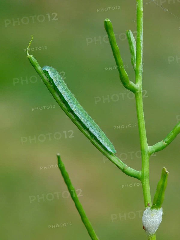 Orange-tip Butterfly