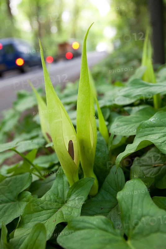 Lords and common arum