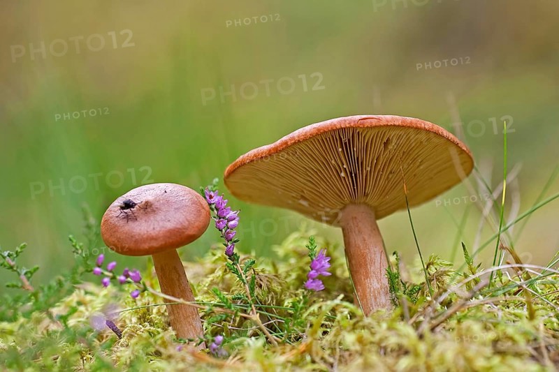 Orange-red grey-stalked russula