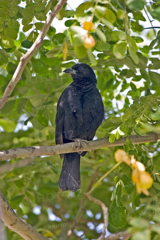Scrub Blackbird