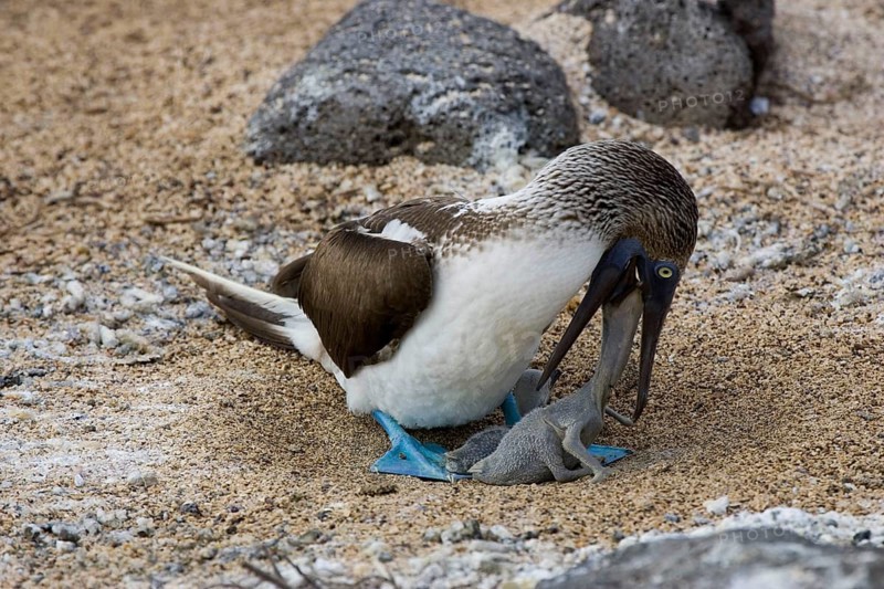 Blue footed booby