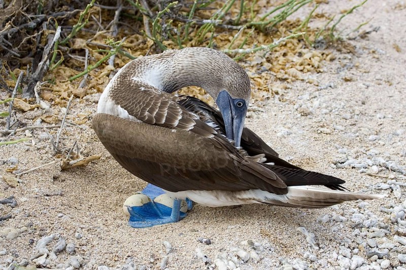 Blue-footed booby