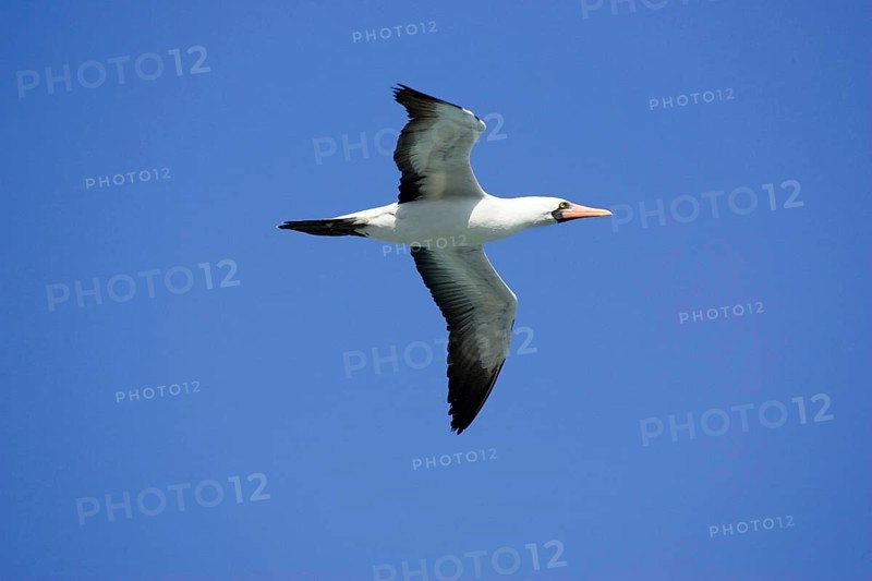 Nazca booby