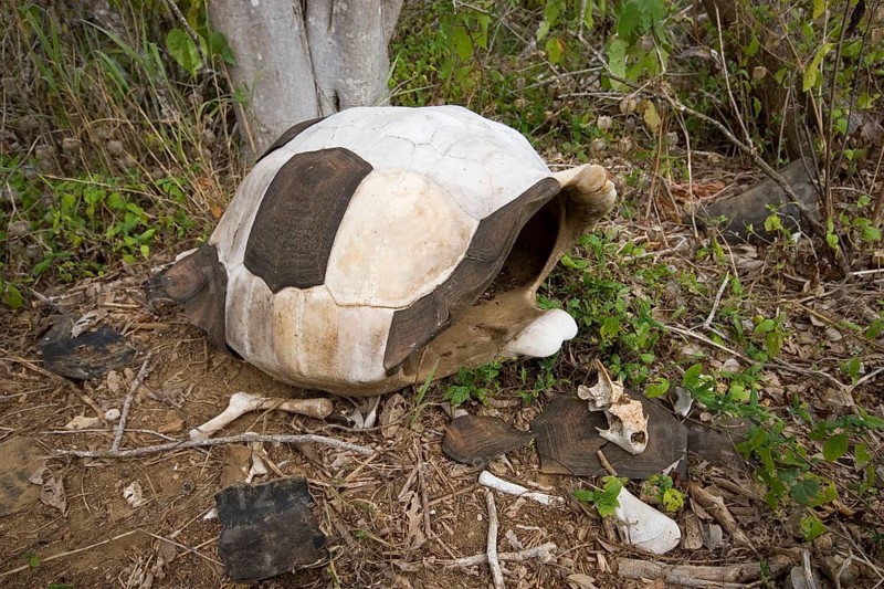 Testudo elephantopus