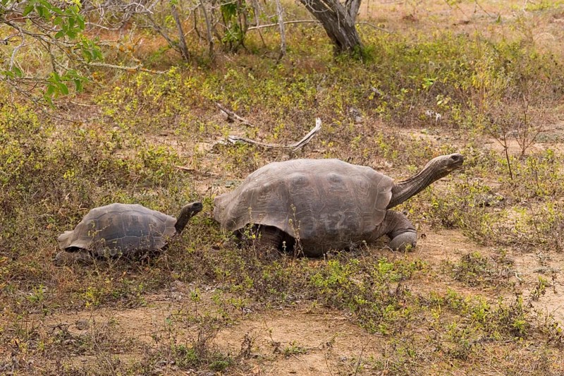 Testudo elephantopus