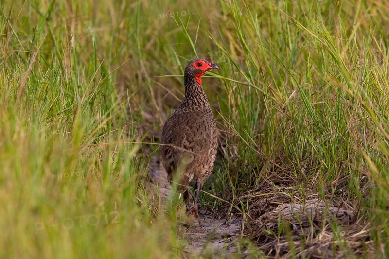 Swainson's francolin
