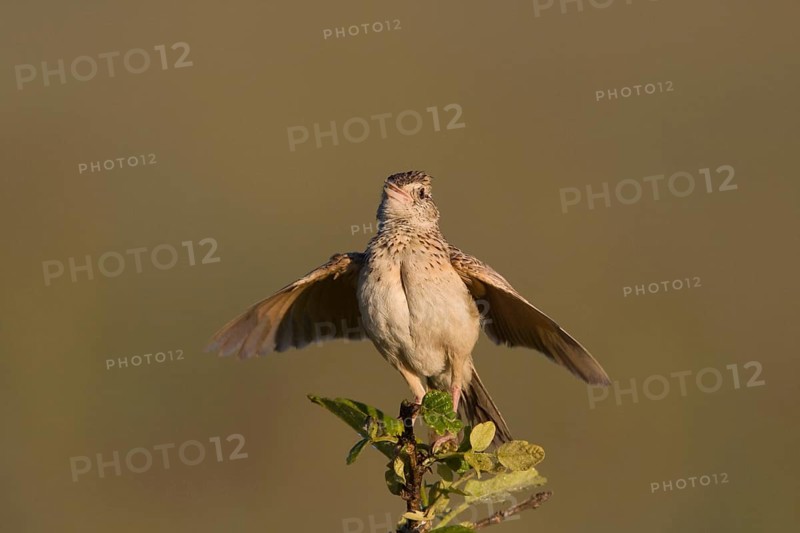 Red-collared Lark