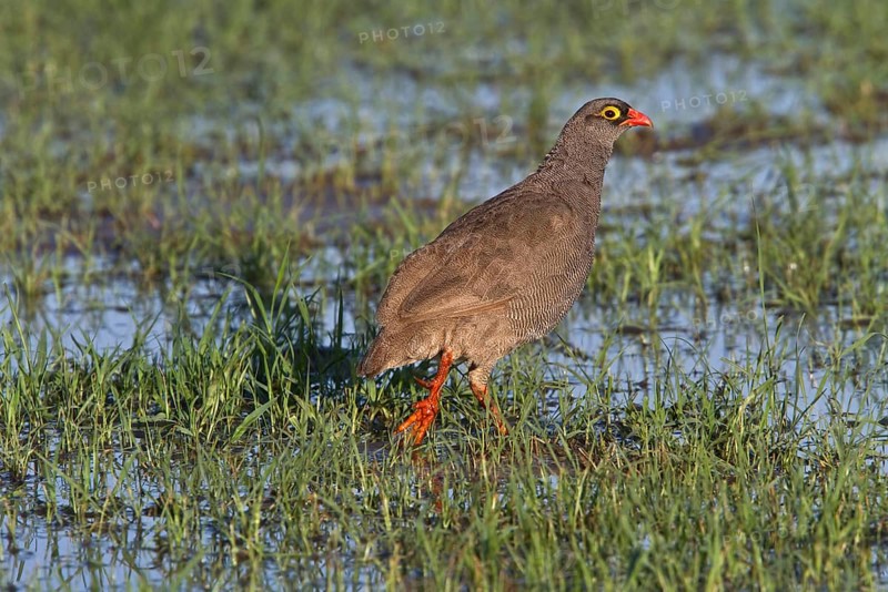 Red billed spurfowl