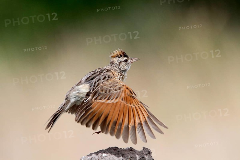 Rufous-naped Lark