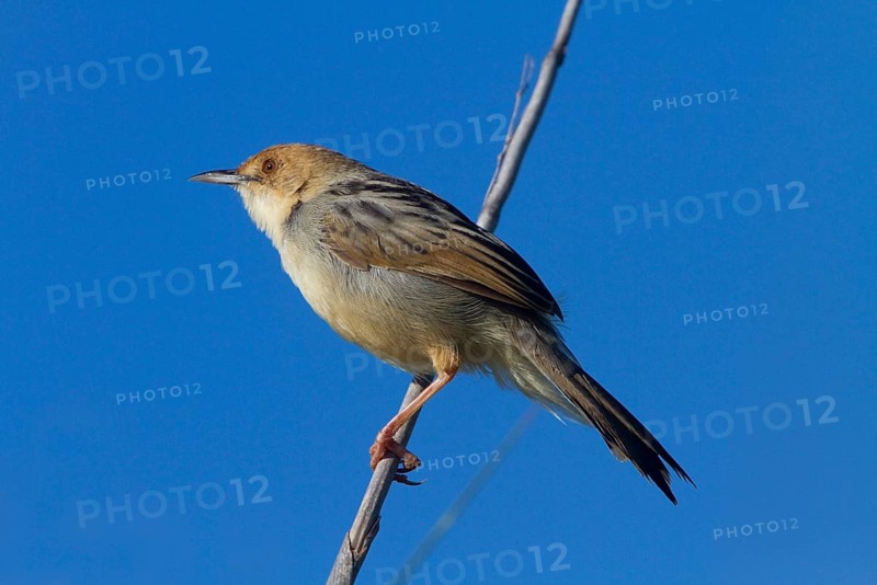 Marsh Cisticola