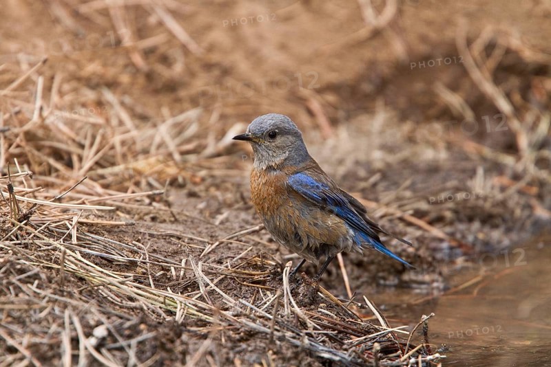 Western Bluebird
