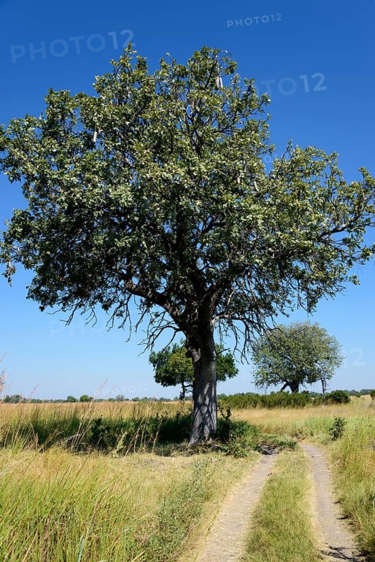 Sausage Tree
