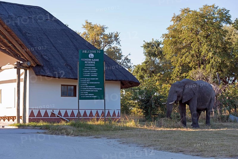 African elephant