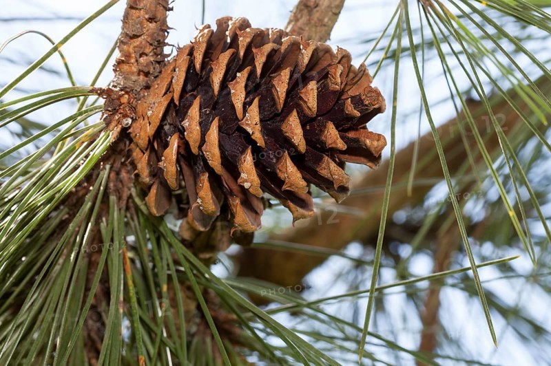Cone