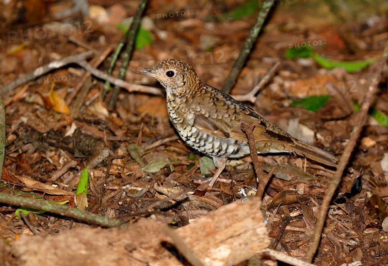 Tasmanian Thrush