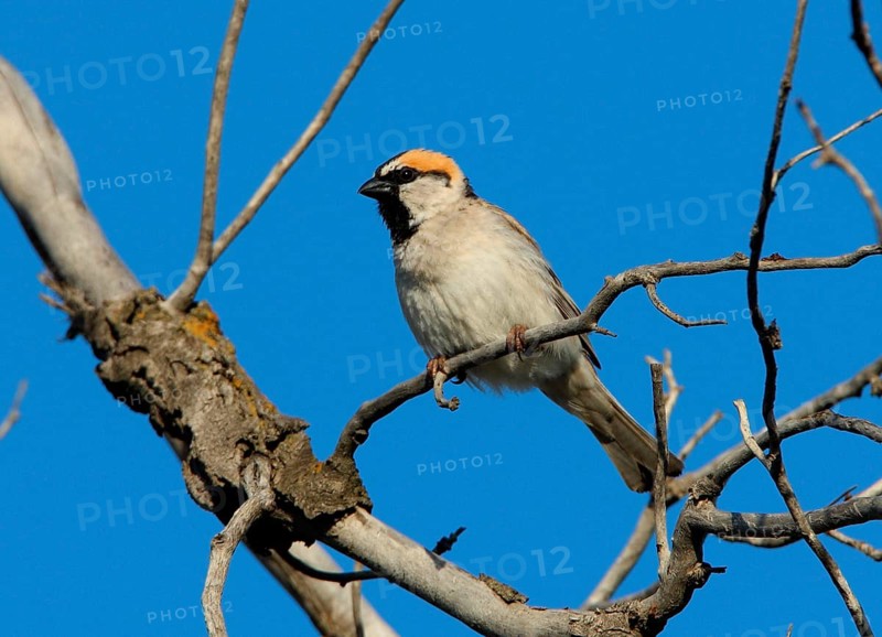 Saxaul sparrow