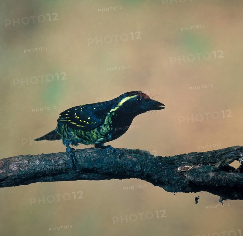 Yellow-spotted Barbet