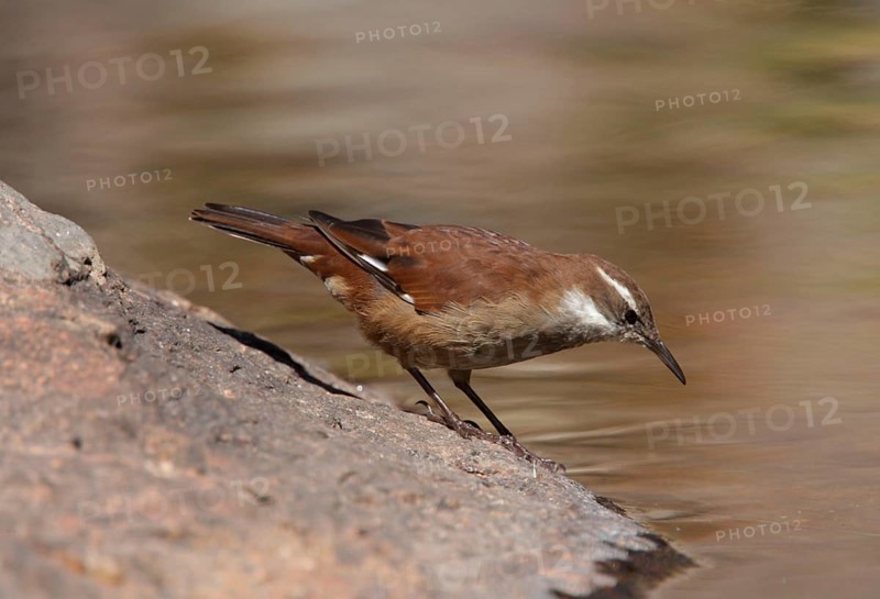 White-winged cinclodes