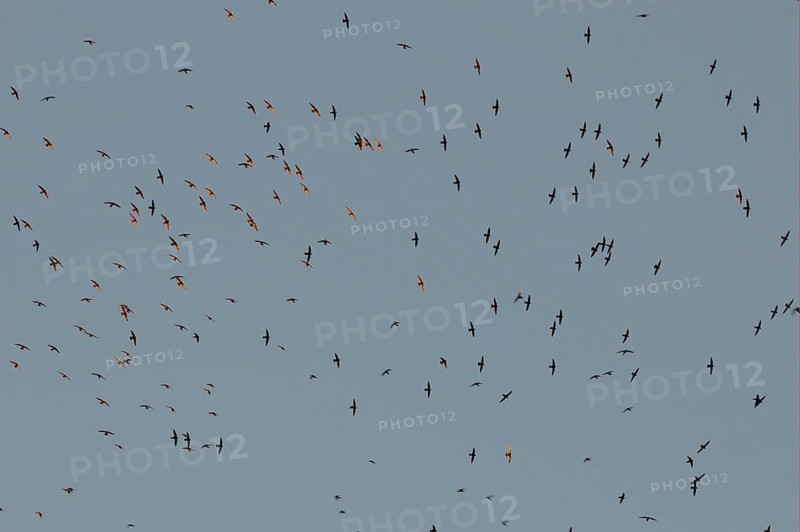 Great Dusky Swift