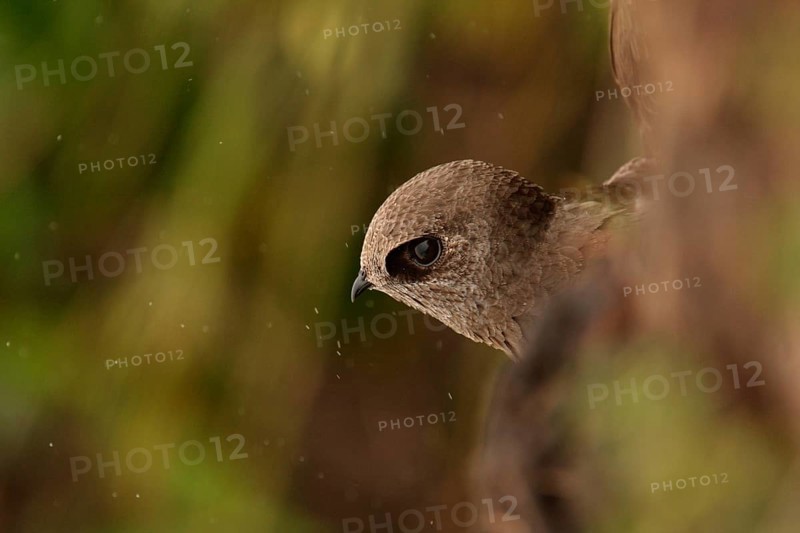 Large Dusky great dusky swift