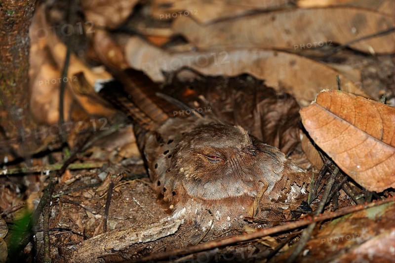 Ocellated poorwill