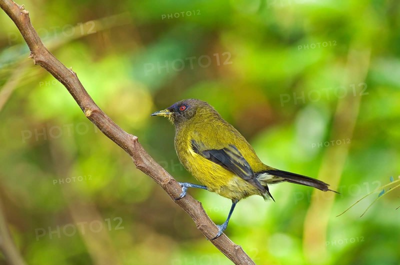 New Zealand new zealand bellbird