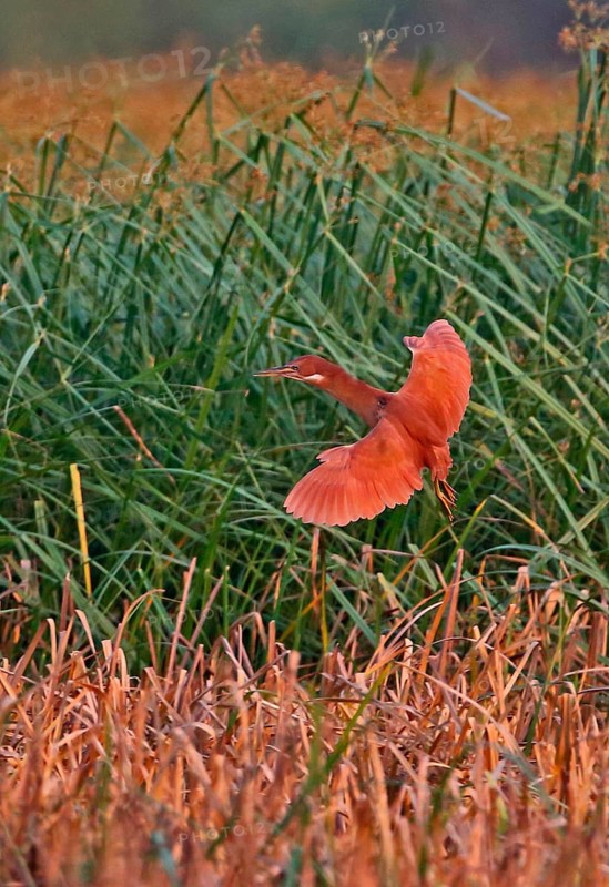 Cinnamon Bittern