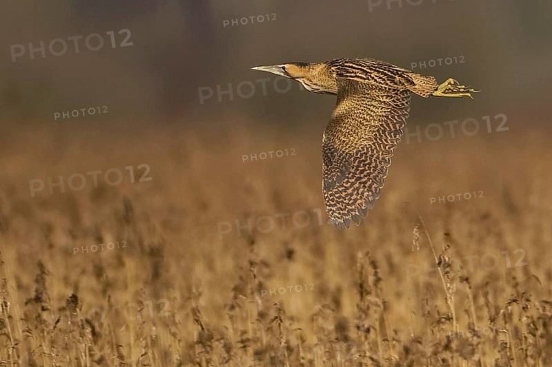 Great Bittern