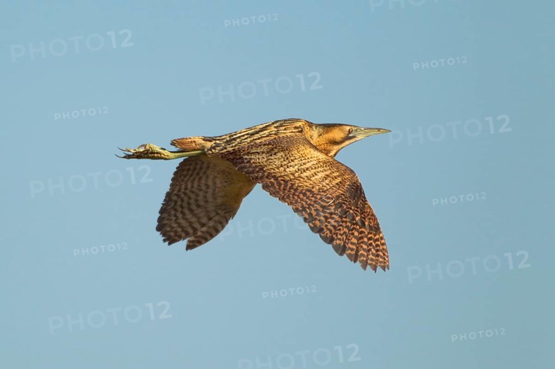 Great Bittern