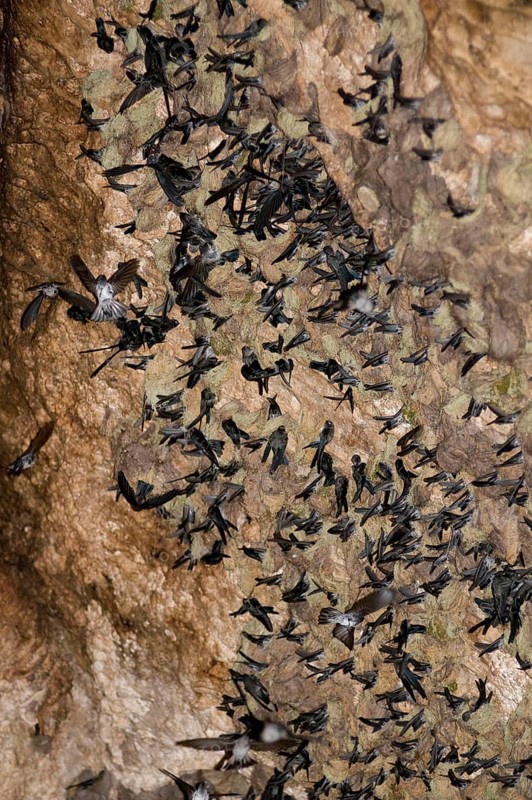 Collocalia linchi natalis