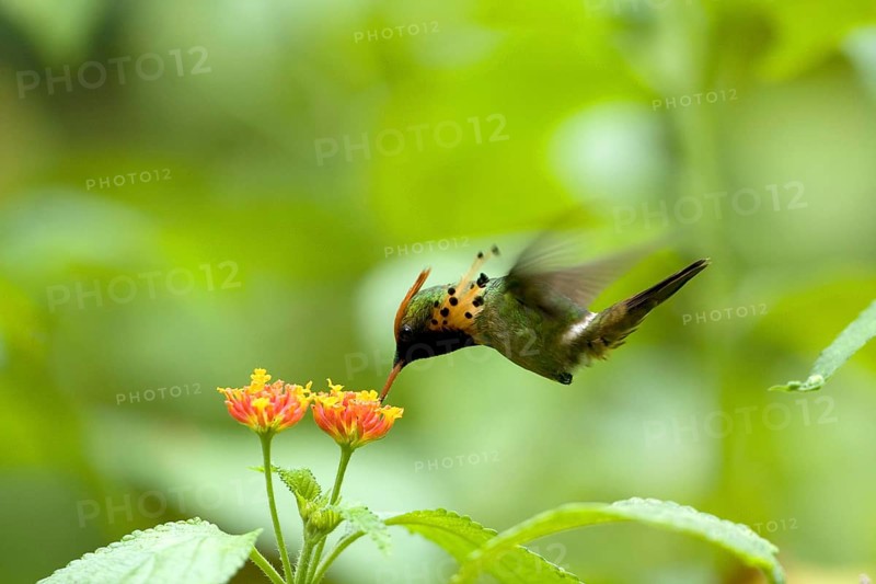 Tufted Coquette