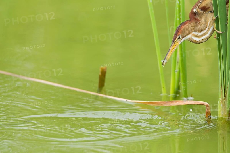 Least Bittern