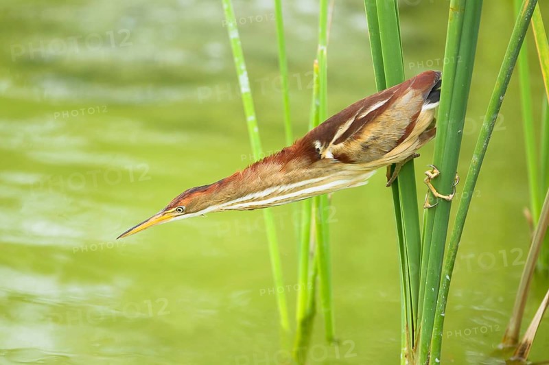 Least Bittern