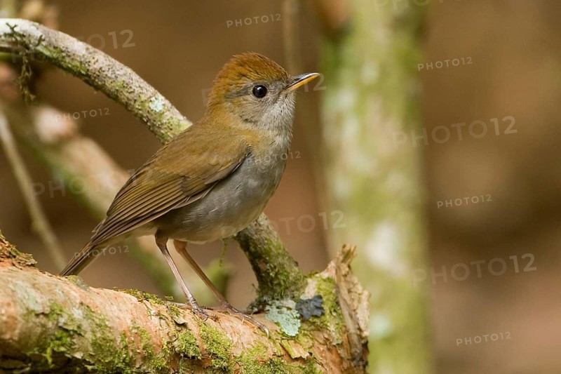 Ruddy-capped Nightingale-thrush