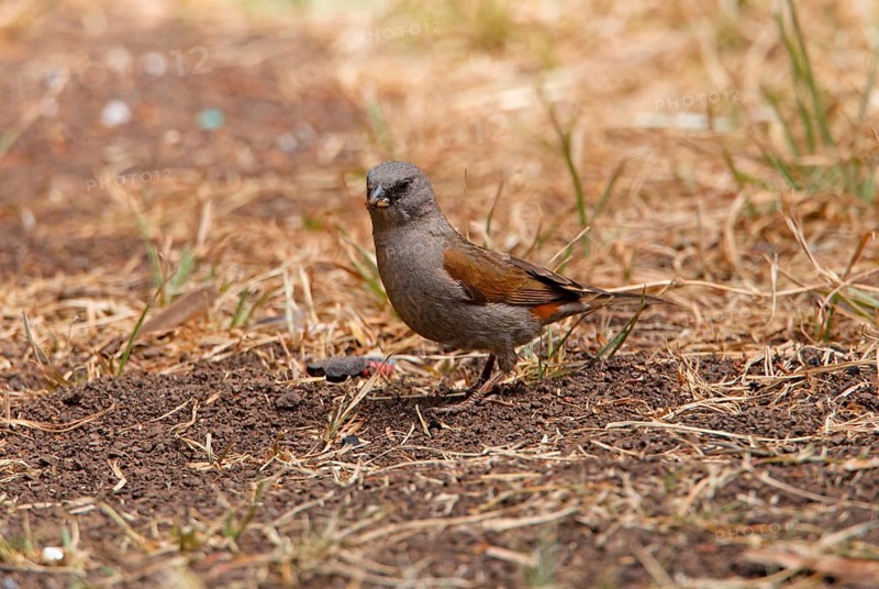 Swainson's Sparrow